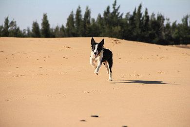 《匹诺曹的谎言》开发者日志 怪物与武器设计模型曝光